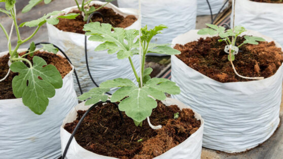    Как вырастить рассаду арбузов: советы опытных огородников Ирина Петрова