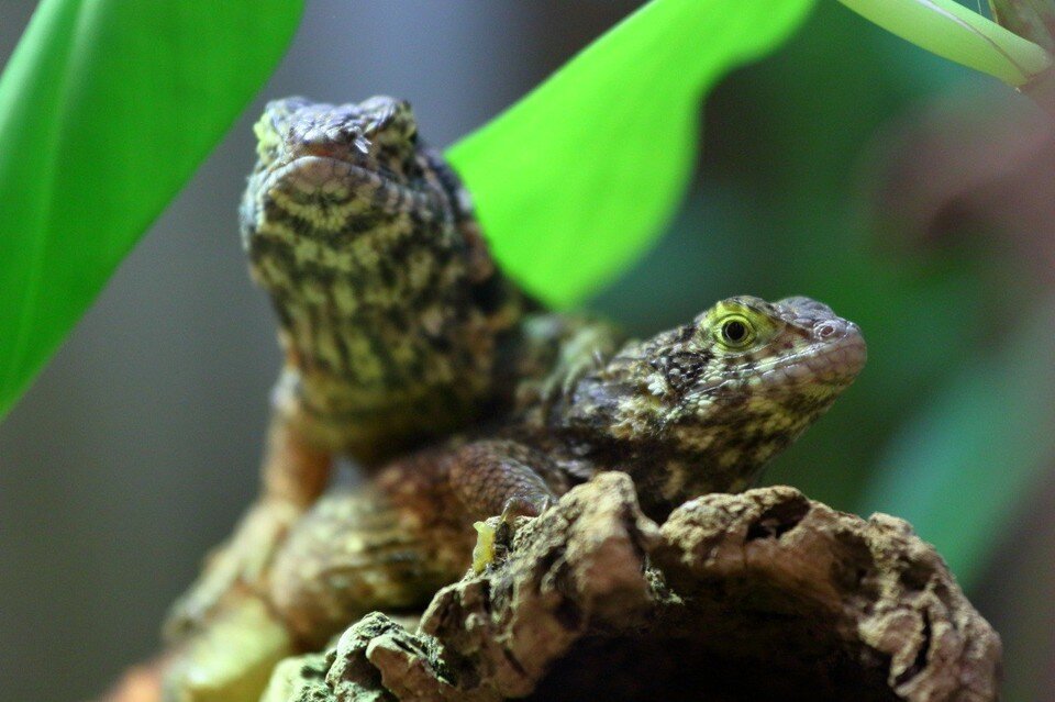     Продажу бумажных билетов возобновили в кассах Ленинградского зоопарка. Фото: Ленинградский зоопарк