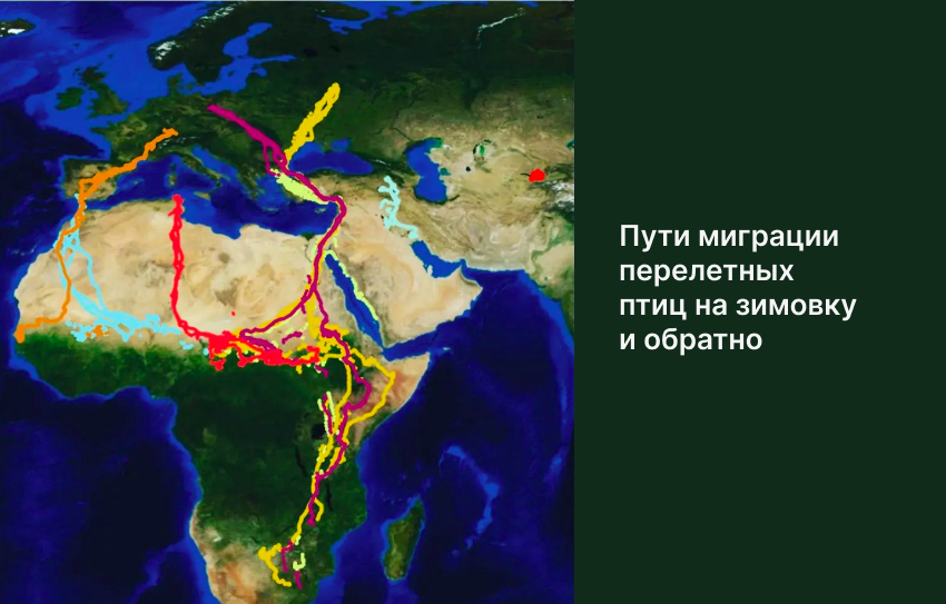 Карта перелета птиц