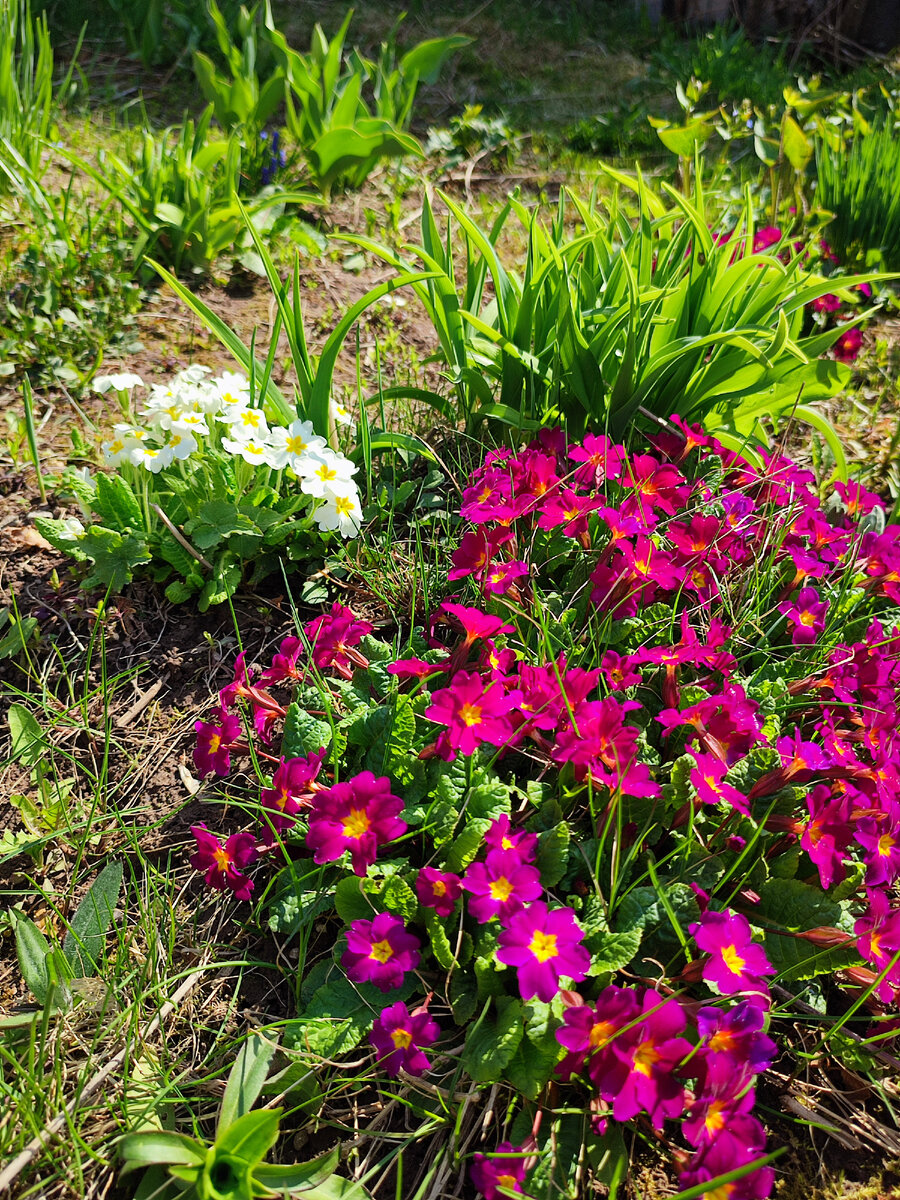 Время примул 