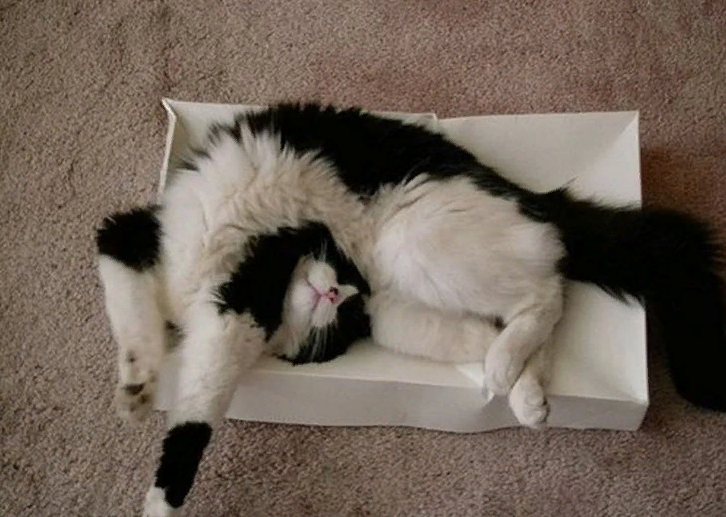 😺Невероятно милые котики-лежебоки (забавная фотоподборка)