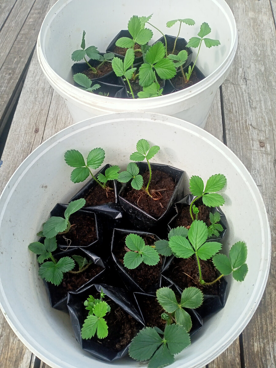 Те самые кустики