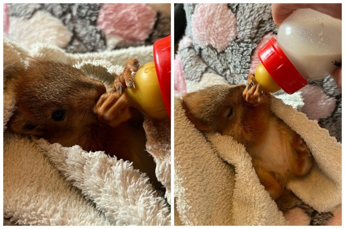    В Новосибирске спасли детёныша белки-телеутки