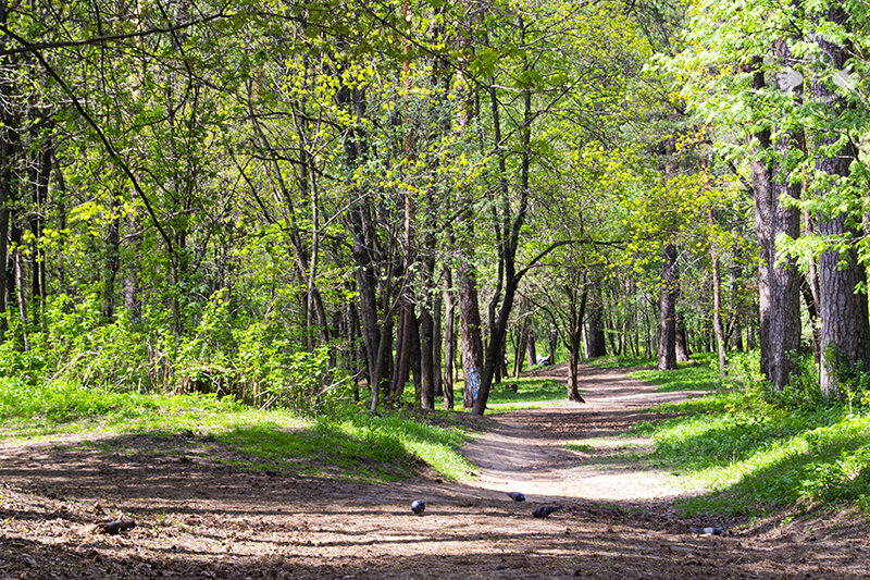 Лесные дорожки (фото автора)