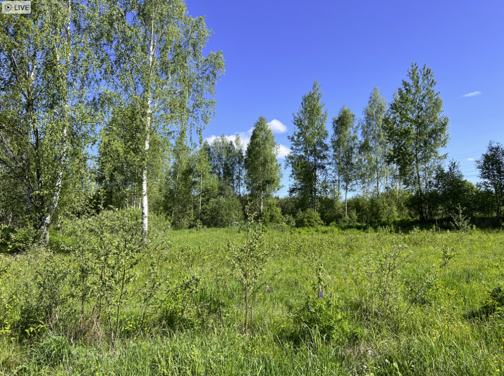 Куда идти за первыми подберезовиками и белыми. Показываю на примере ...