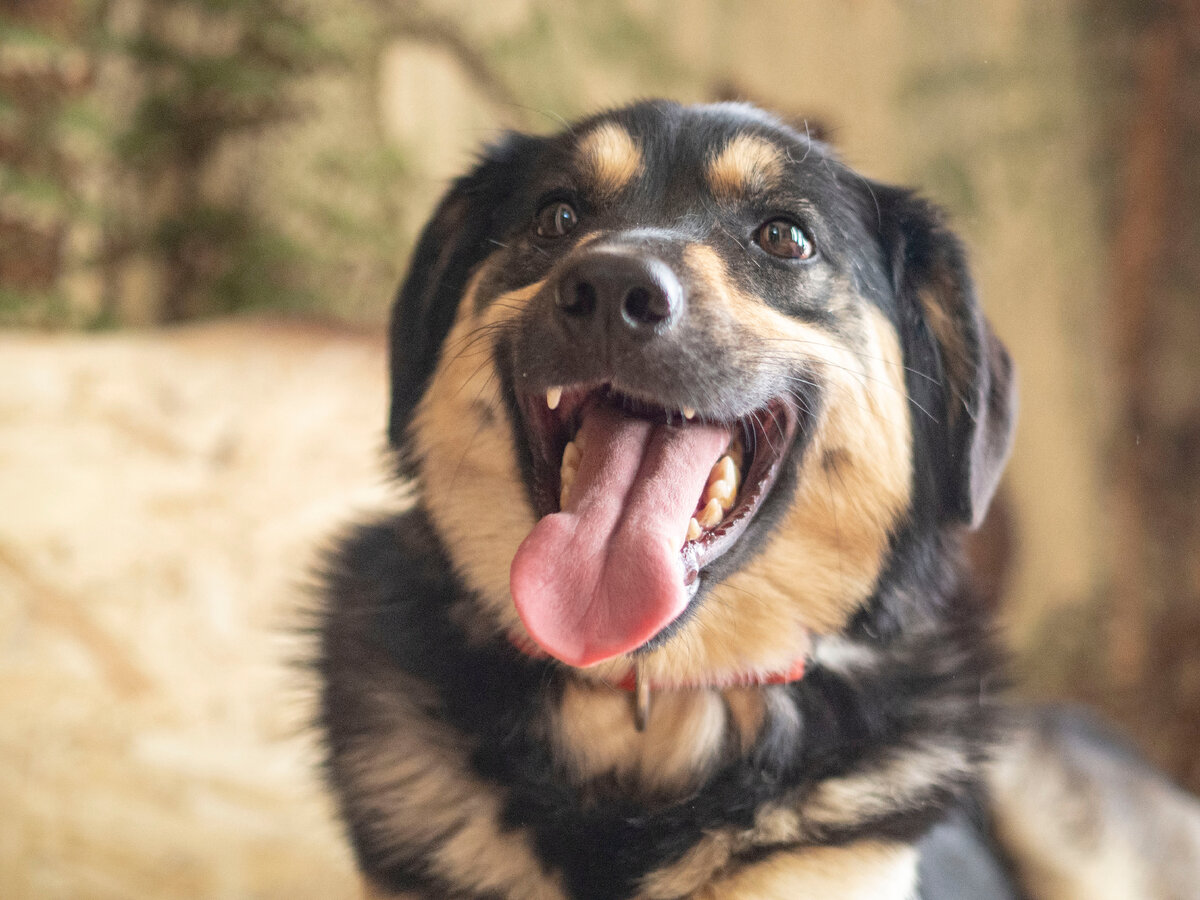 Собака-улыбака