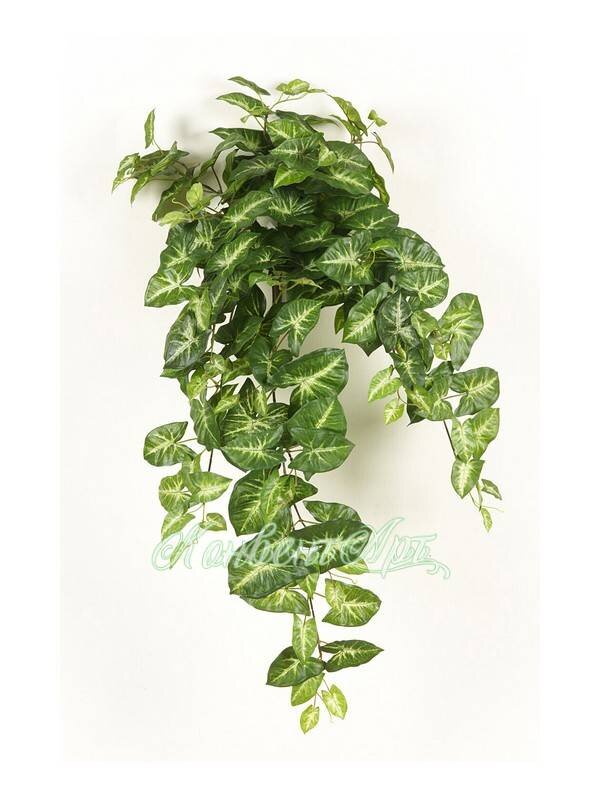 Ампельный сингониум. Conventart.ru