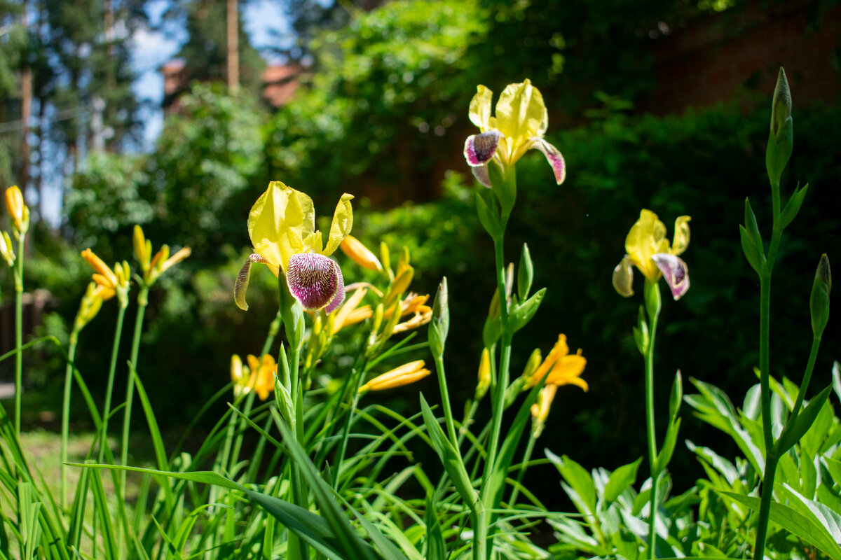 Бесподобные ирисы. Фотография автора статьи. 