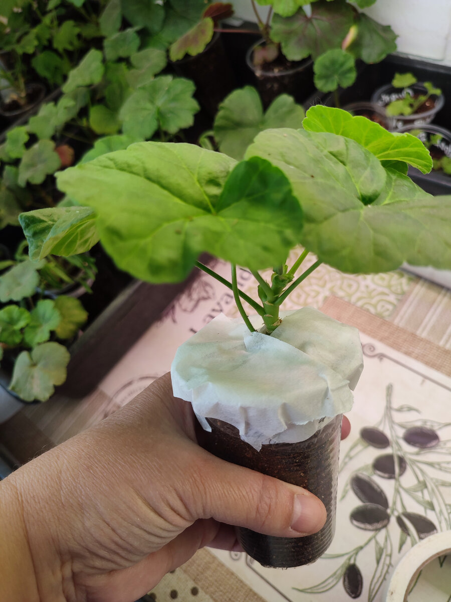 Фиксирую ее бумажным (малярным) скотчем по верху стаканчика