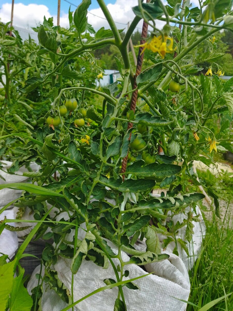 Гном Пояс Ориона. Пока зову его так. Похоже очень ранний. Фото 09.06.23