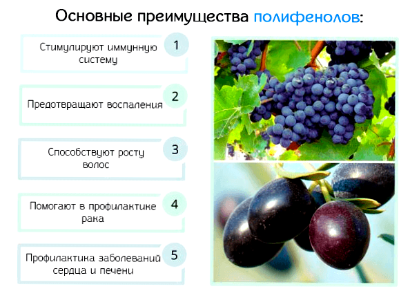 В каких продуктах содержатся полифенолы - Блог Биокор