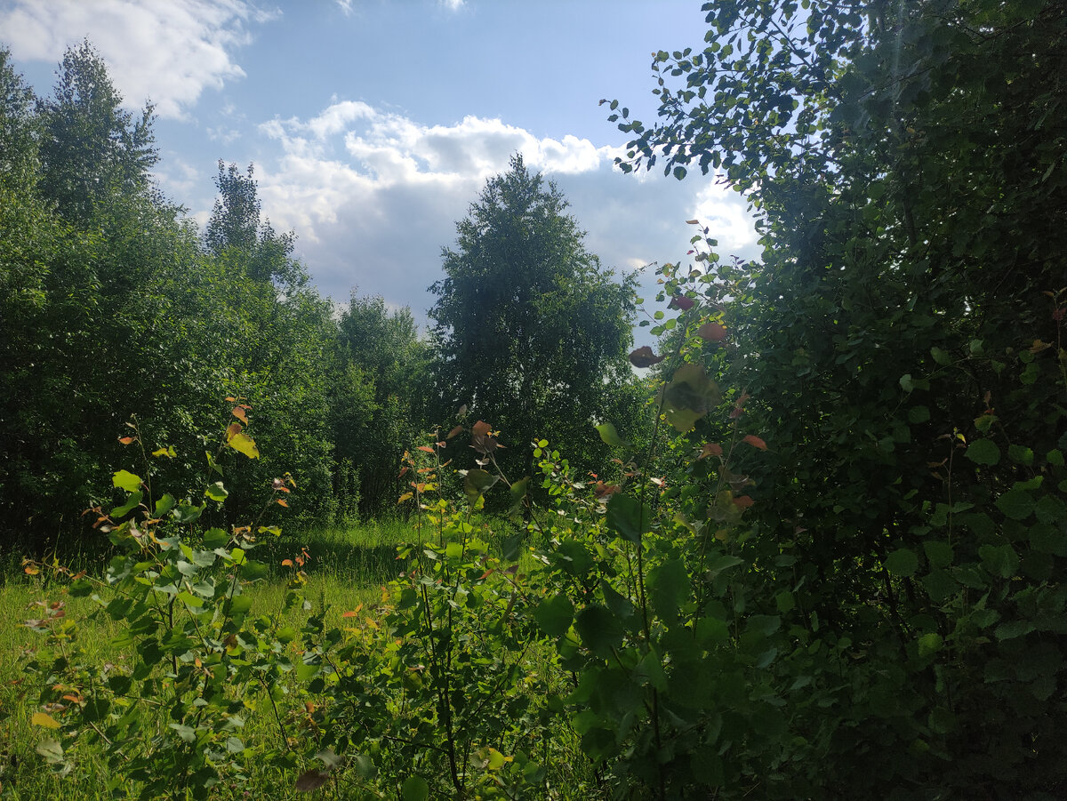 Молодые осинки такого необычного цвета!