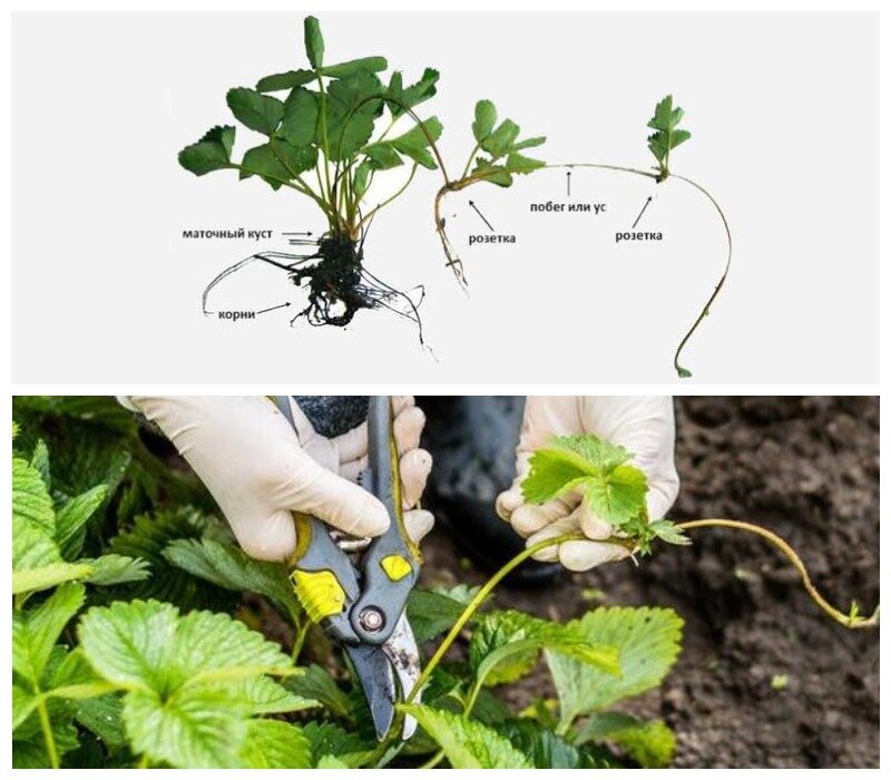 Как правильно обрезать клубнику фото Календарь работ, сроки ухода за культурами. ДАЧНЫЕ ХИТРОСТИ, сад и огород Дзен