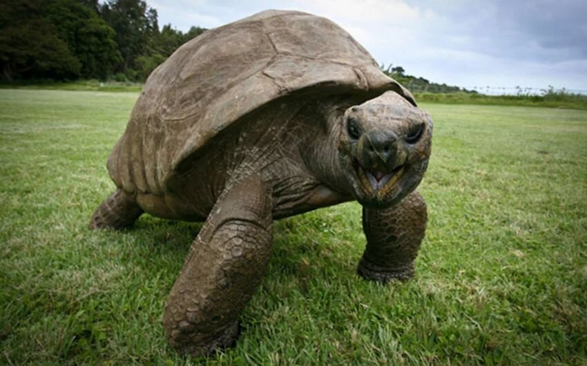 
Черепаха по имени Джонатан