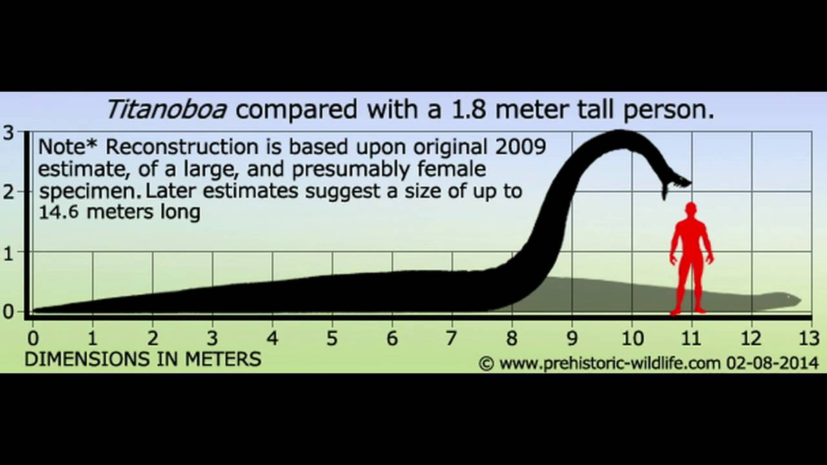 Сколько достигает метров. ТИТАНОБОА Размеры. ТИТАНОБОА сравнение с человеком. Змея ТИТАНОБОА сравнение с человеком. ТИТАНОБОА сравнительный размер.