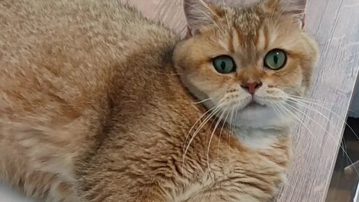 Шотландский золотой кот Тоша | Если кот в 5 утра орёт 😃#котики # ...