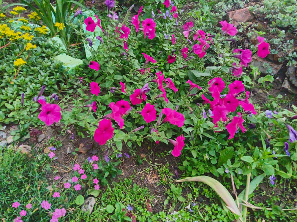 Петуния Tornado F1 Purple (Торнадо Парпл)