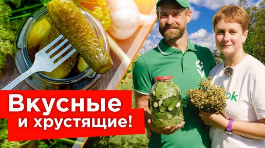 Малосольные огурцы всего за сутки! Готовим в хорошей компании весело и быстро