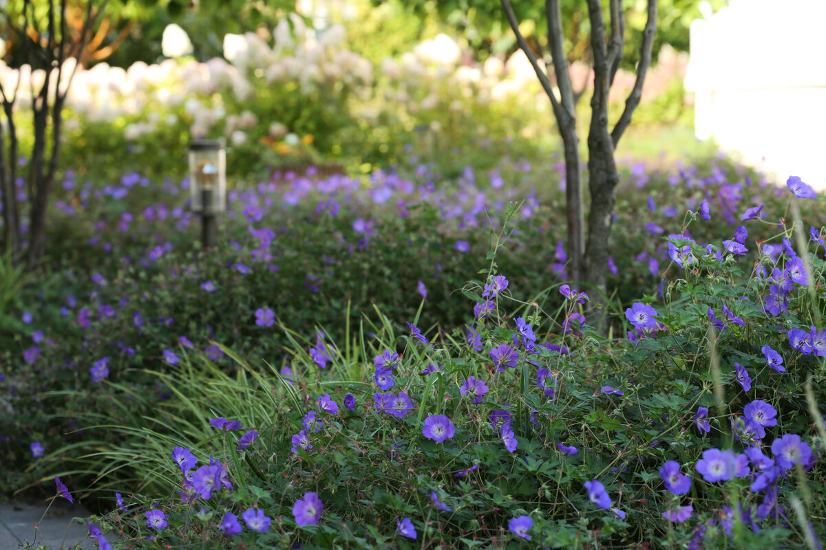 Герань гибридная `Rozanne` (Geranium x hybridum `Rozanne`) Гибрид герани гималайской и герани Валлиха Buxton’s Variety. Вывели этот сорт супруги Розанна и Дональд Уотерер.-4