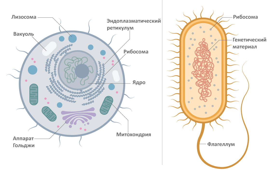Строение клетки прокариот и эукариот. Прокариотическая клетка bacteria. Строение прокариотической и эукариотической клеток. Строение прокариот и эукариот.