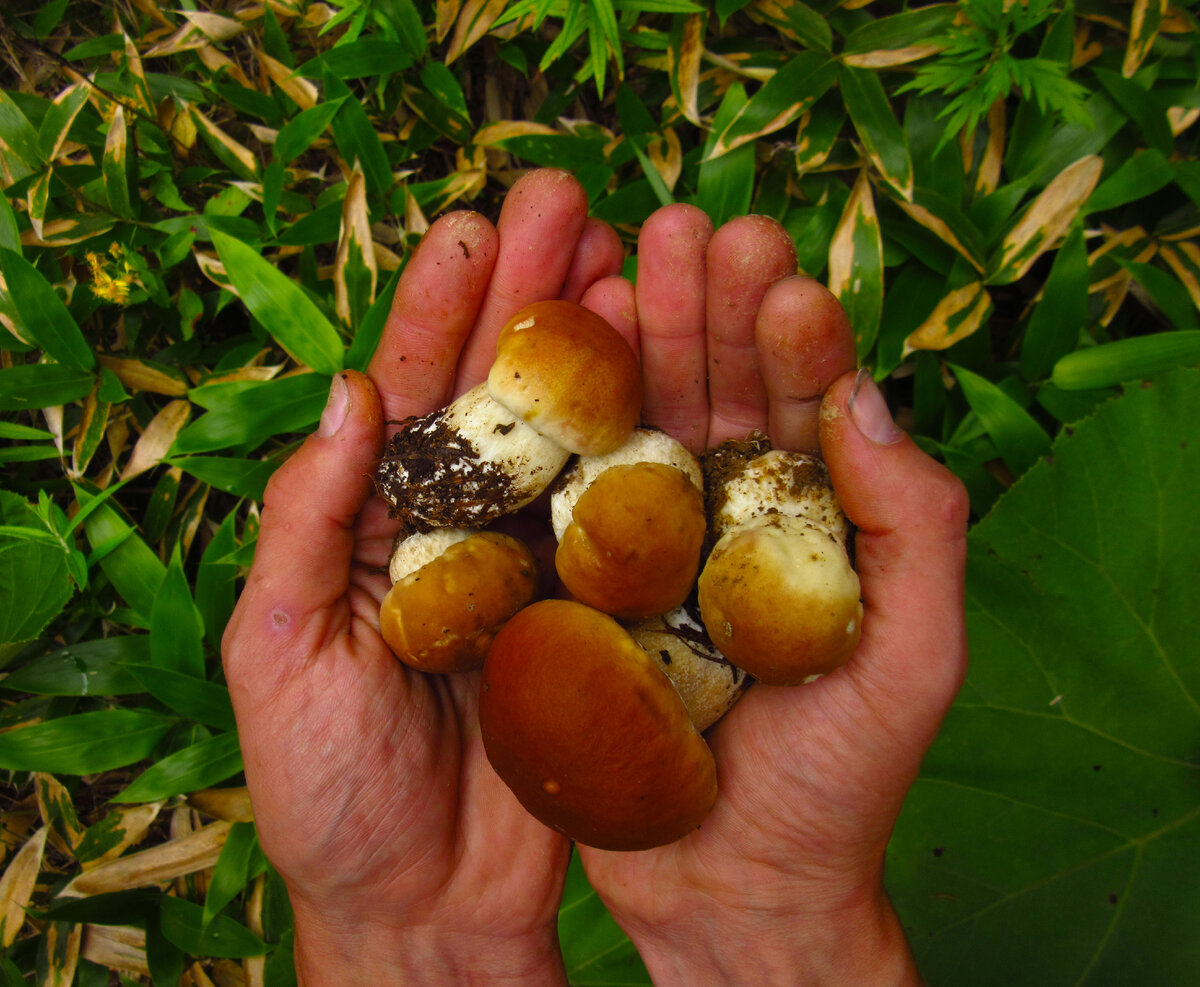 Всё лето собирал грибы, а потом купил квартиру. Как заработать миллионы ...