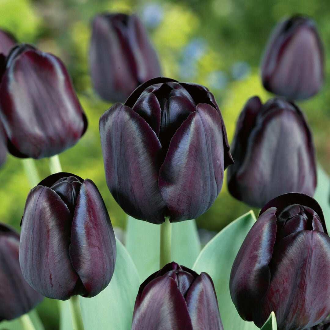 Тюльпан "Квин оф Найт"