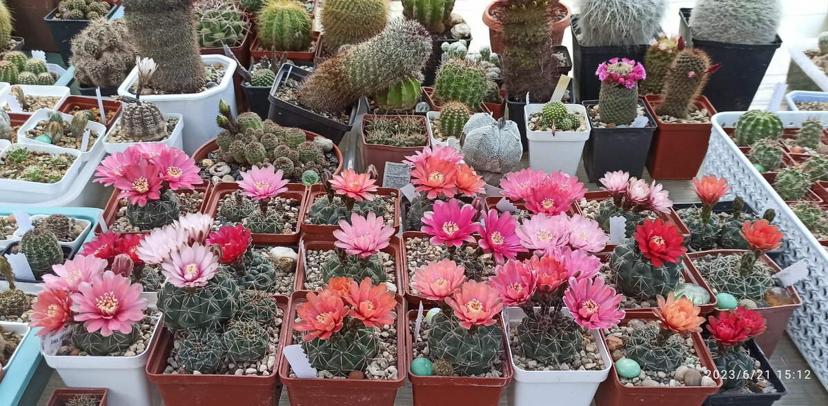 Я уже делилась результатами посева Gymnocalycium baldiamum - мои семена и потрясающий результат