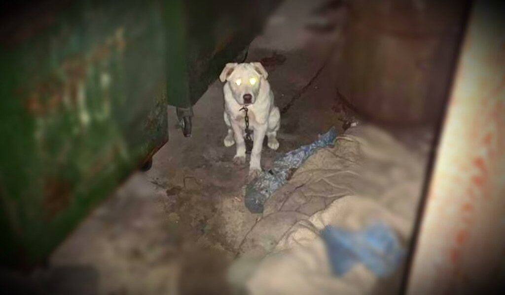 Фонари-глаза