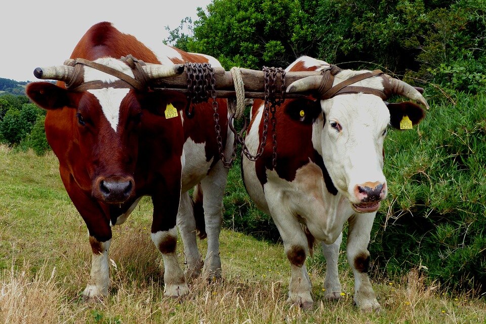 Волы (Быки). Фото из интернета.