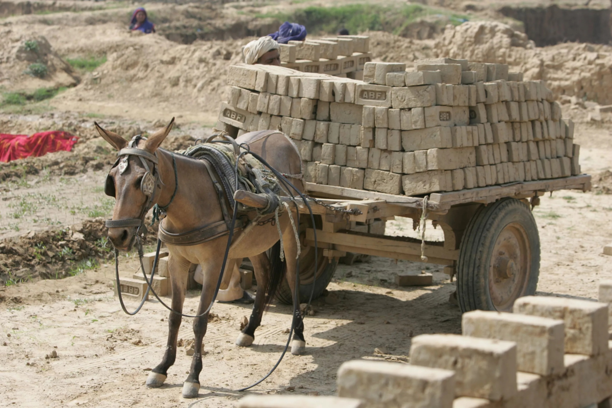 Mule. Мул упряжной. Мул лошадь. Мул фото. Мул гибрид.