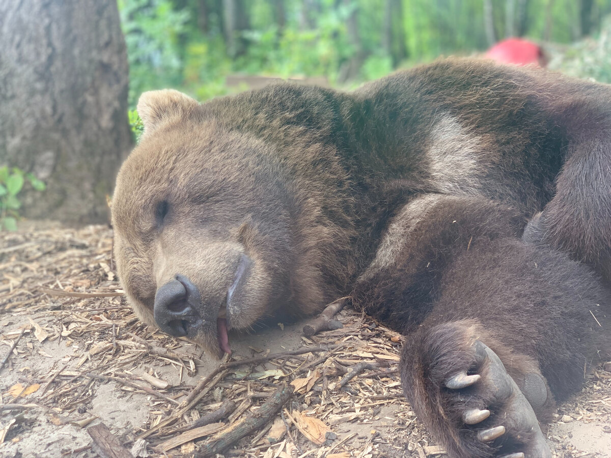 Канал bear. Авиамедведь Мансур. Мансур Орловский авиа-медведь. Медведь Мансур маленький. Медведь Мансур Орловка.