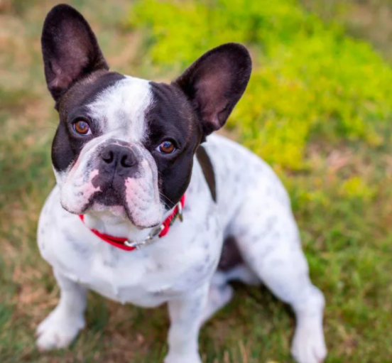 Французский бульдог. Фото из интернета. 