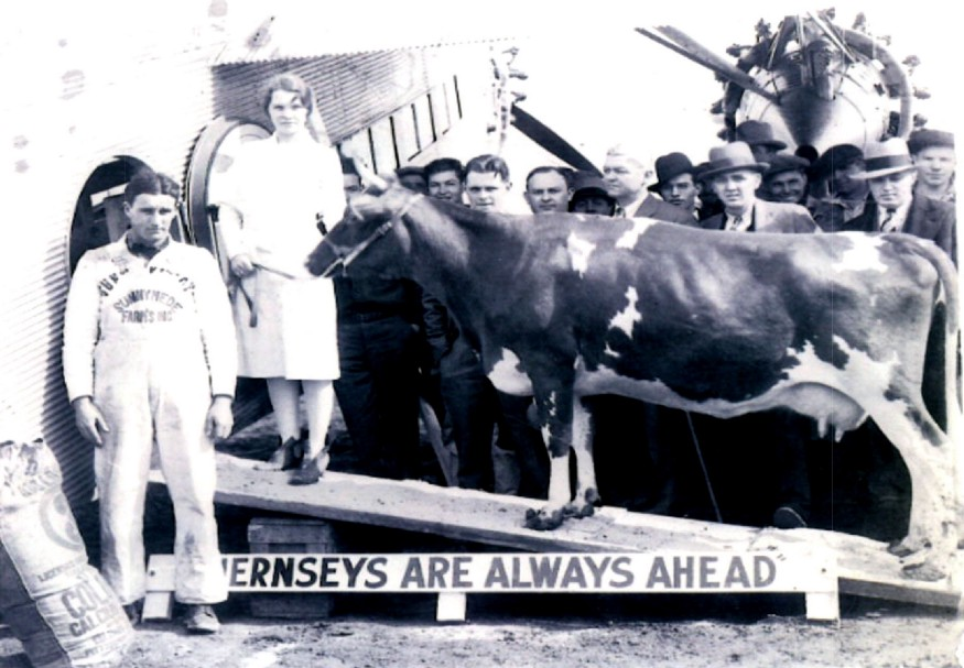Фотография Олли, когда она садится в самолет. ( Источник: Square Cow Movers )