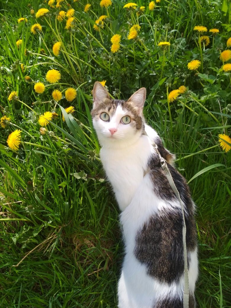 Конфета, кошка нашего волонтёра Светланы, гуляет с соблюдением всех мер безопасности