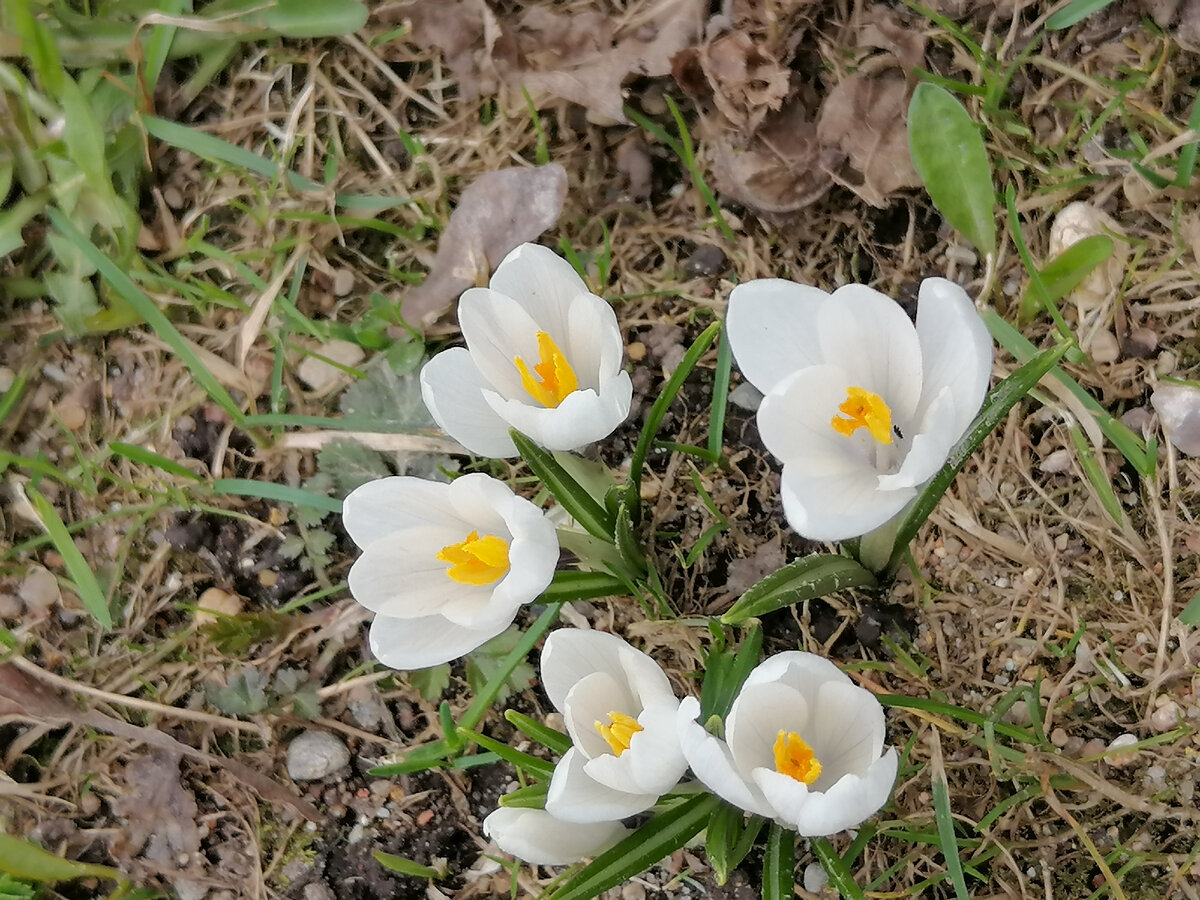 Первоцветы.