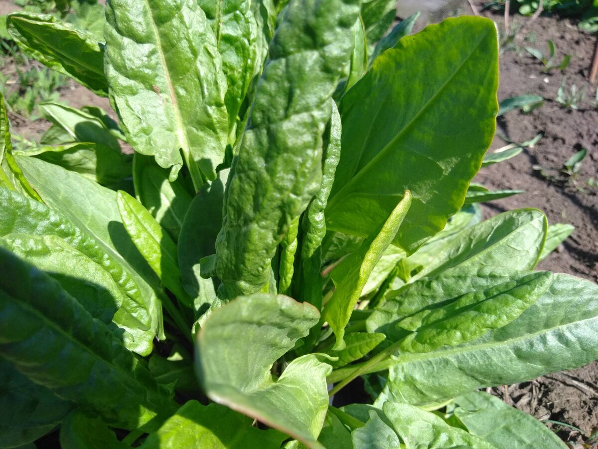 Как выглядит щавель у девочек фотографии for the benefit of the ✔ Fresh sorrel leaves contain a lot of carotene, B vitami