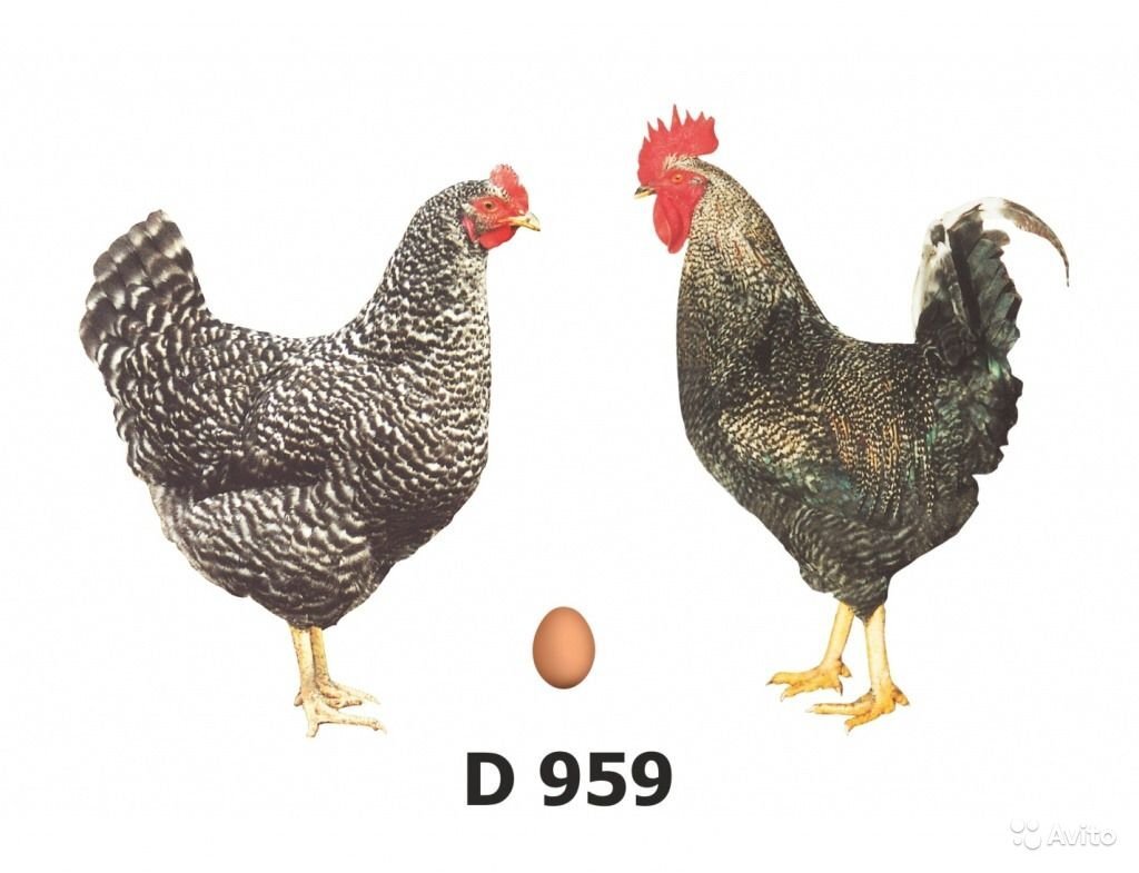 Доминант d301. Куры доминант суссекс 104. Чешский доминант д107. Куров в д. Куры-несушки доминант черный д109.