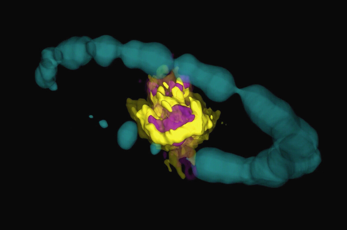 Искусственное трехмерное изображение остатка сверхновой SN 1987A. Фото: NASA / ESO / R. Indebetouw 
