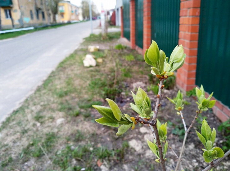 Распускаются листочки белой сирени. Она после посадки зацветает на 4-5 год. Нам придётся подождать