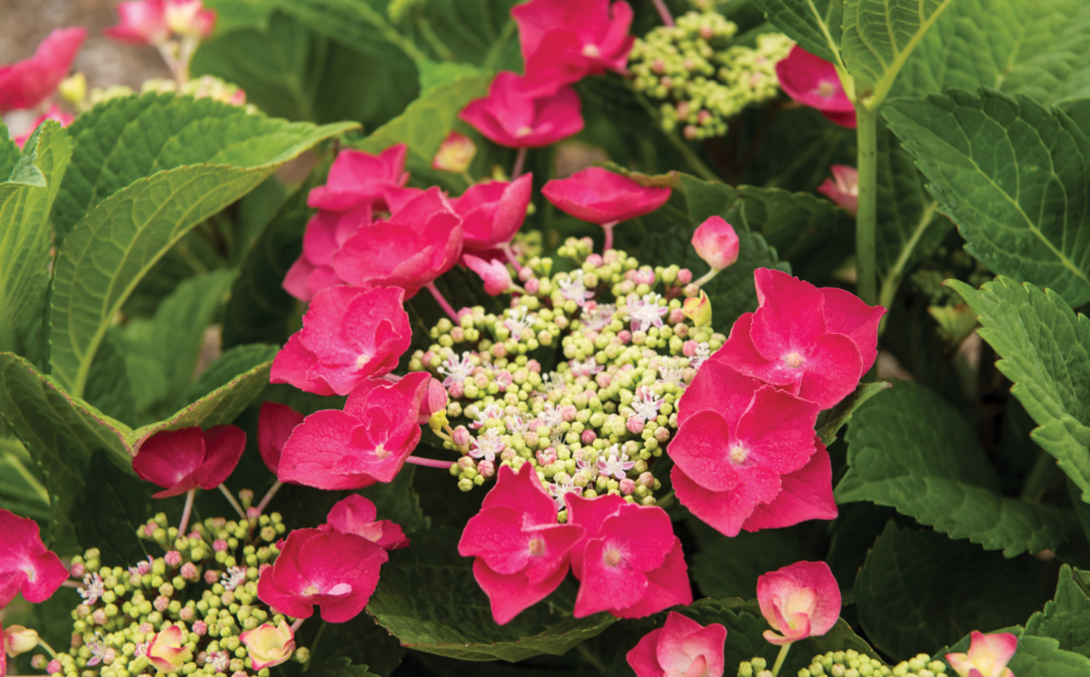 Гортензия Cherry Explosion