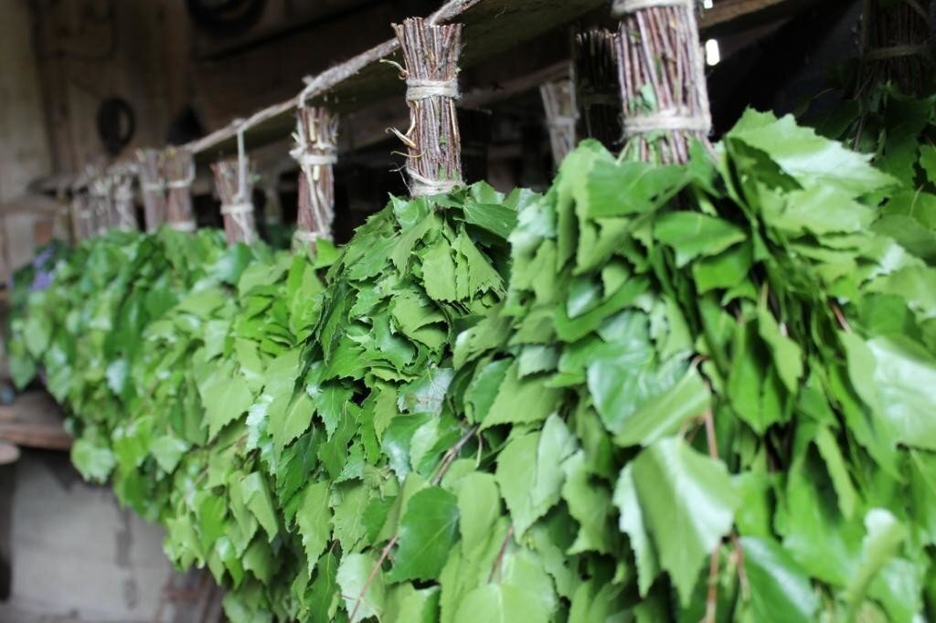 Хранить столь драгоценный лесной  ресурс нужно в темном, относительно сухом месте (без батарей и прочего, иначе веники просто высохнут и будут сыпаться, а покупателя такое естественно не подойдет!)