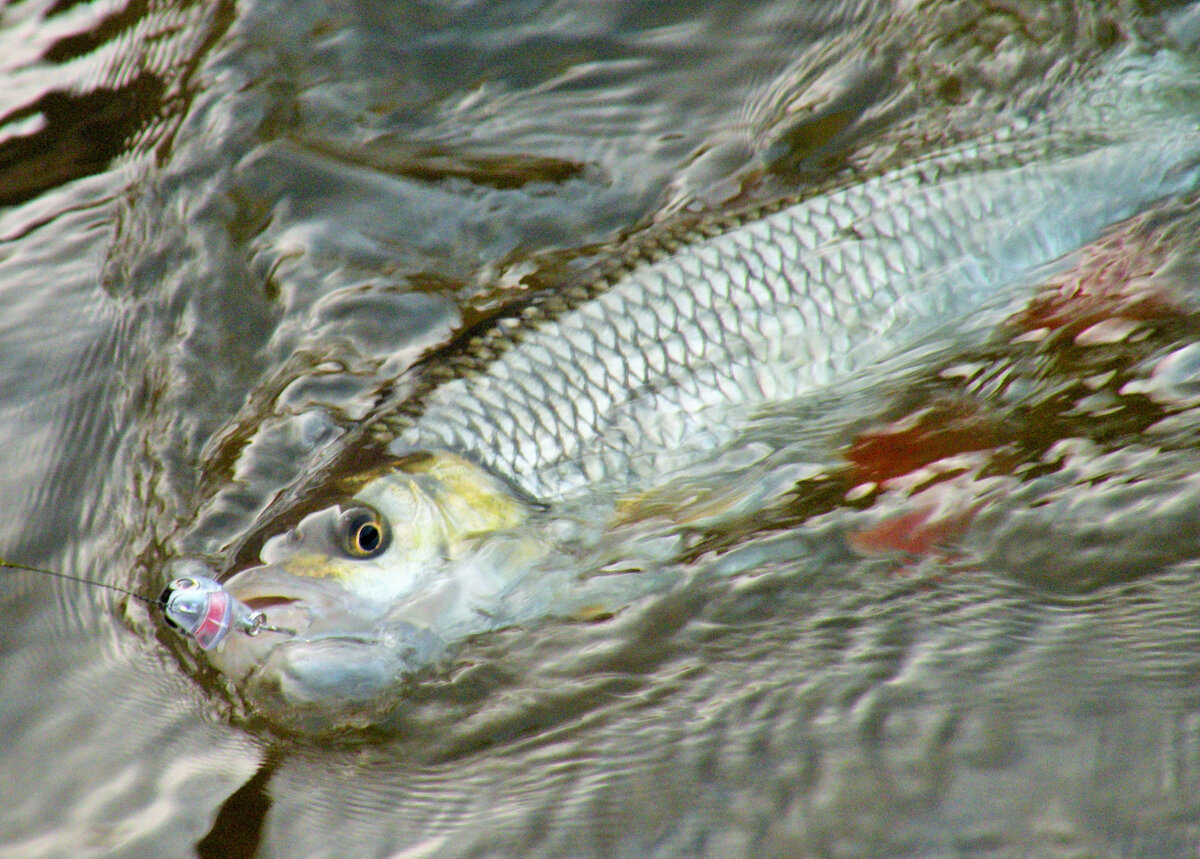 Главный трофей Сундовика