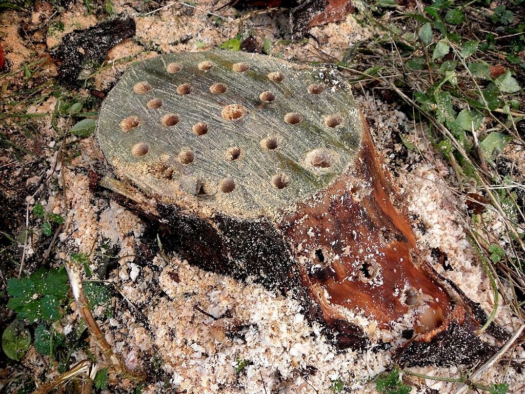 авторское фото Гор Багдасарян