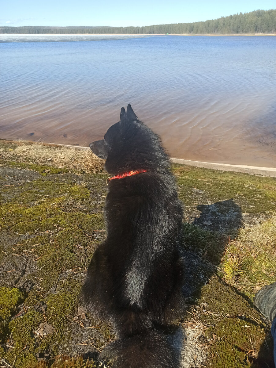 Шипперка тоже овчарка и тоже отличный компаньон