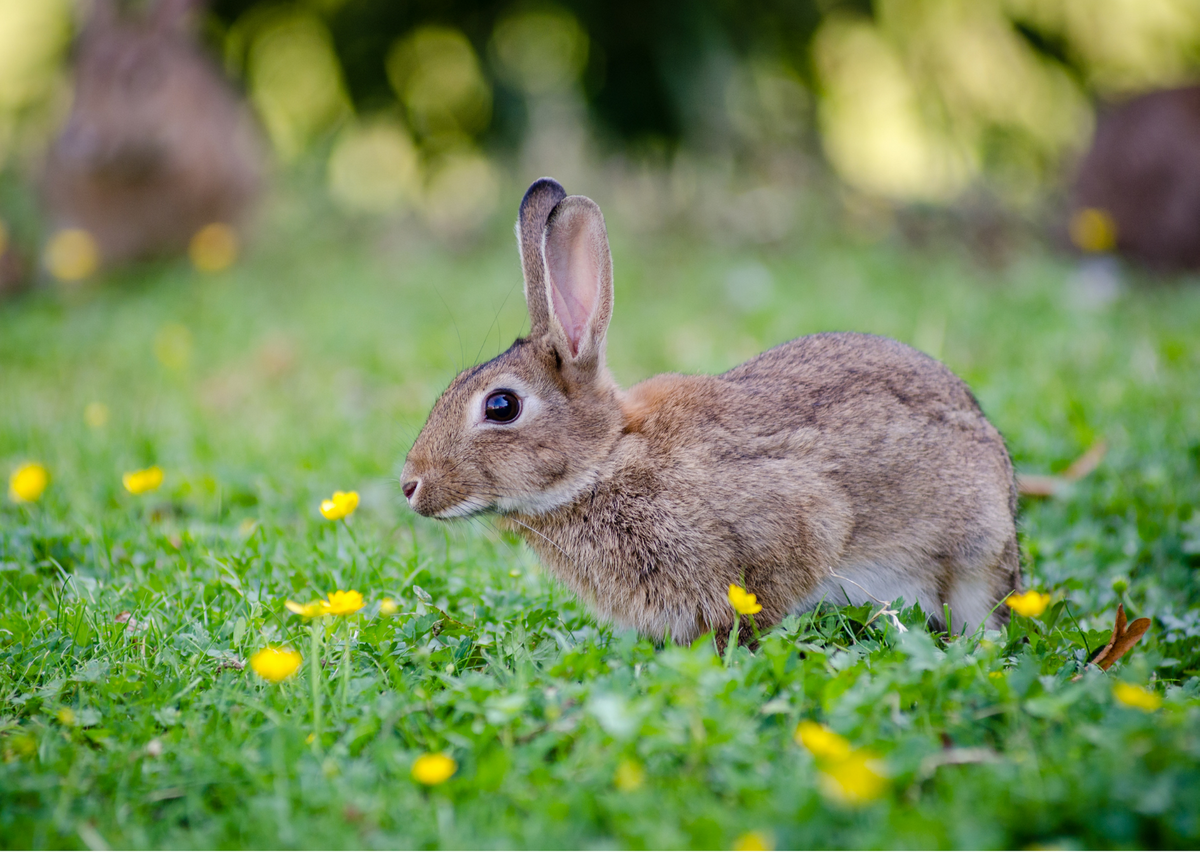 Фото из открытых источников. Наша Зая почти такая же, только уже огромная. 