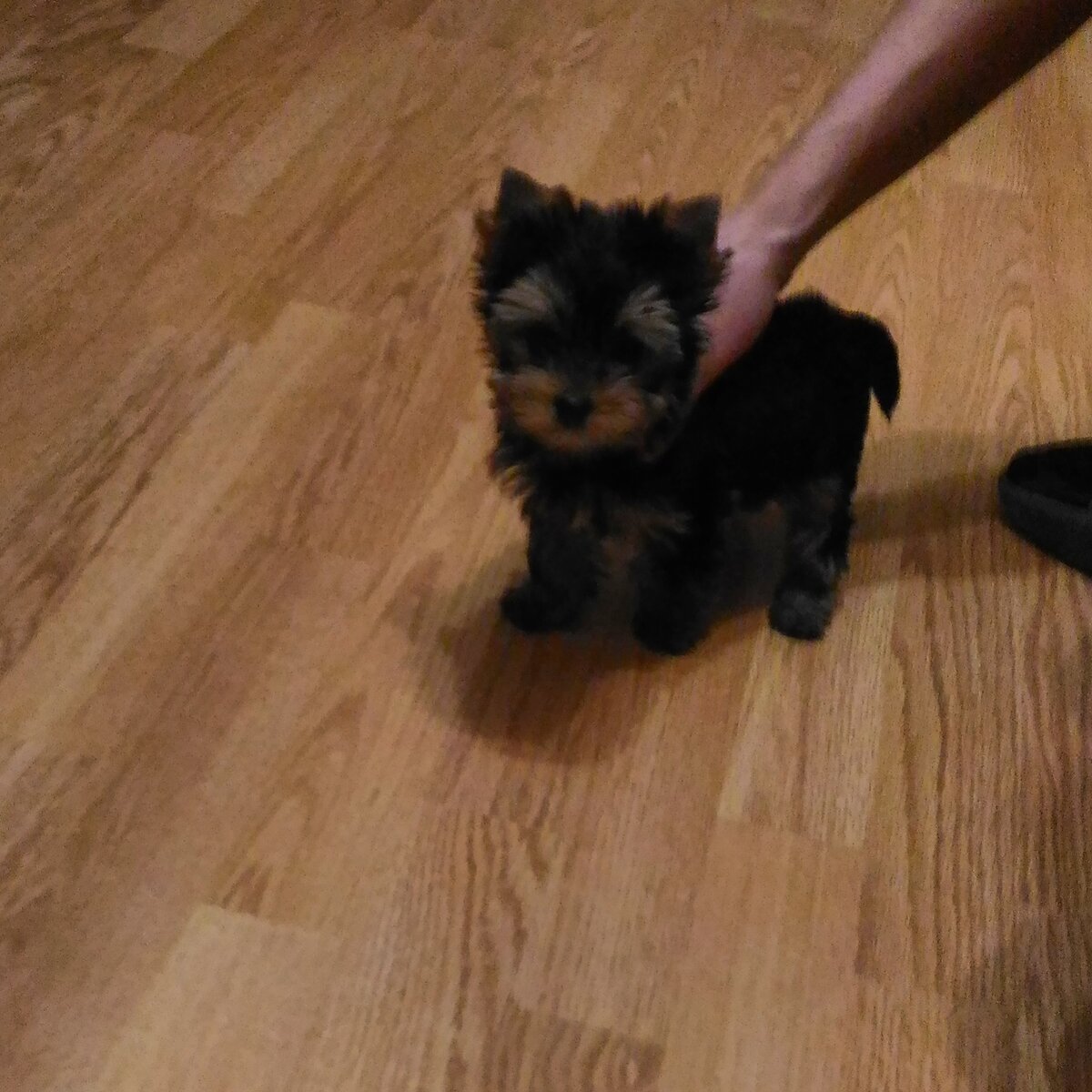 Вот такой крошкой она появилась у нас) с того времени почти не осталось фото