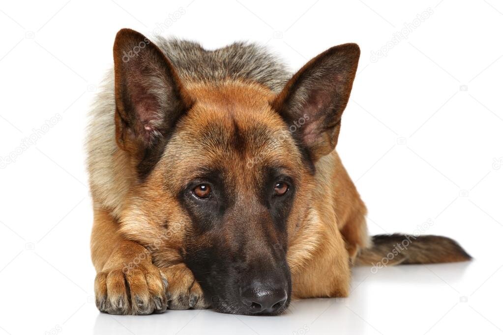 Источник фото: https://ru.depositphotos.com/126330794/stock-photo-german-shepherd-dog-lying.html