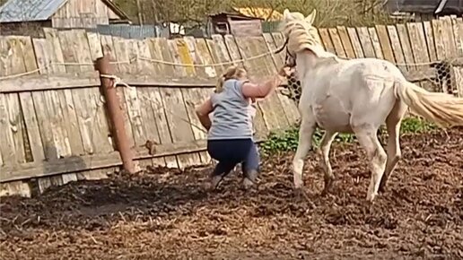 Баба лошадь фото Попытка привязать лошадь закончилась для женщины печально Интересно о лошадях Дз