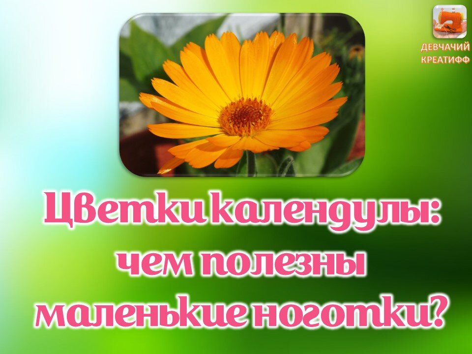 Маленькие цветочки календулы хранят в себе огромный запас пользы.