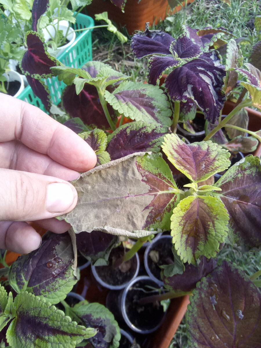 Колеусы прихватило морозом. 